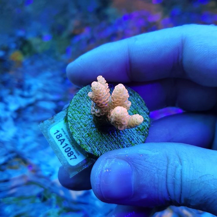 Euro Corals Crazzy Banana Mille