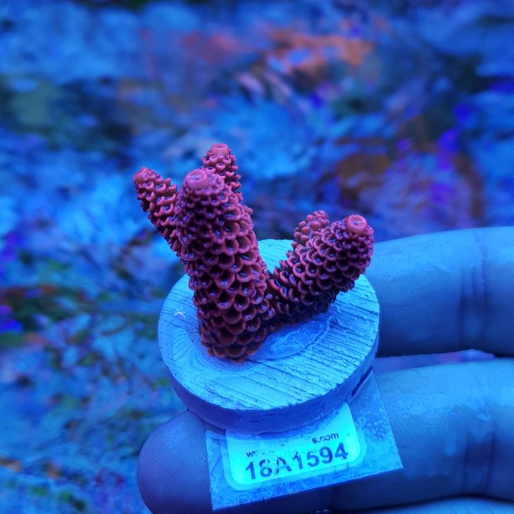 Euro Corals