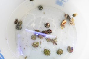 acclimatation détritivores