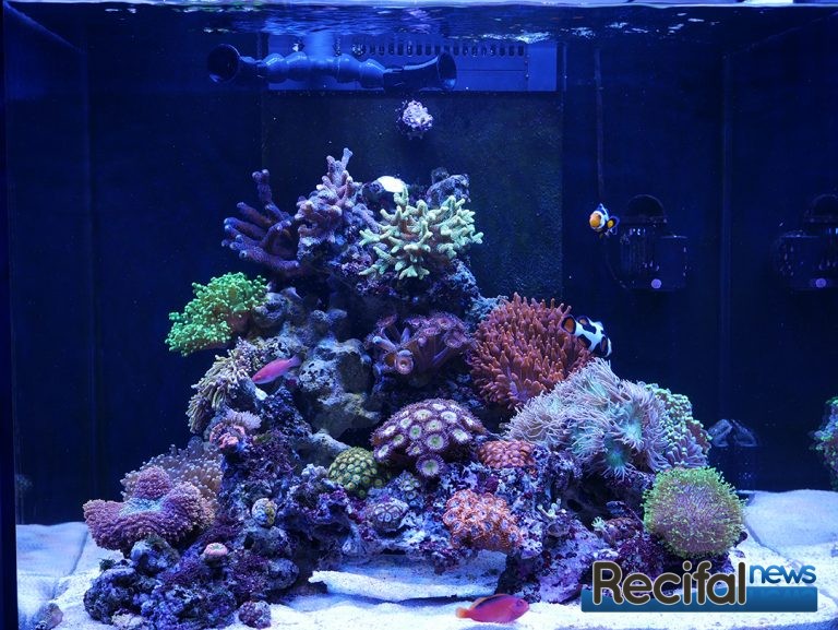 Vivid Creative Aquatics Random Flow Generator - Récifal News