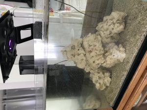 Démarrage de l'aquarium Ada Reef