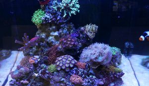 Colombo Bacto Balls Marine aquarium test