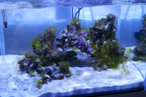 aquarium récifal nano