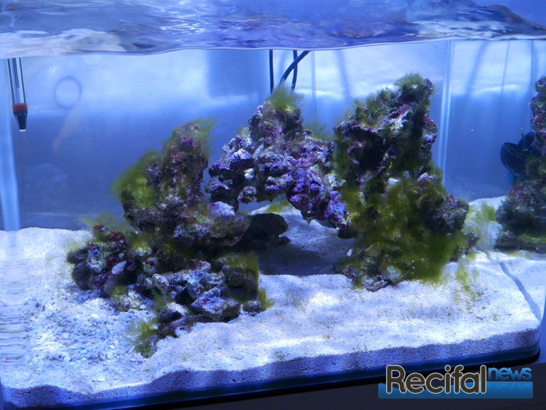 Vlog #3 Axel : démarrage et cyclage de l'aquarium récifal nano