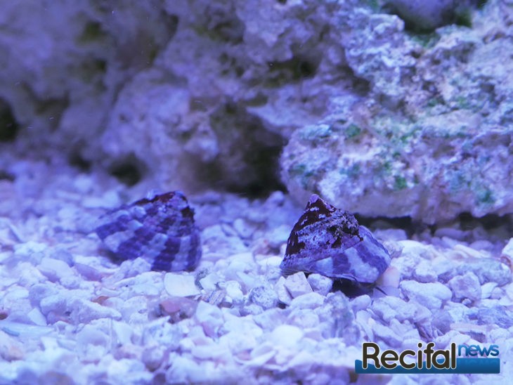 ada recifal trochus histrio