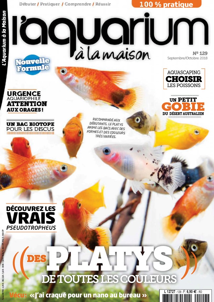 aquarium à la maison 129