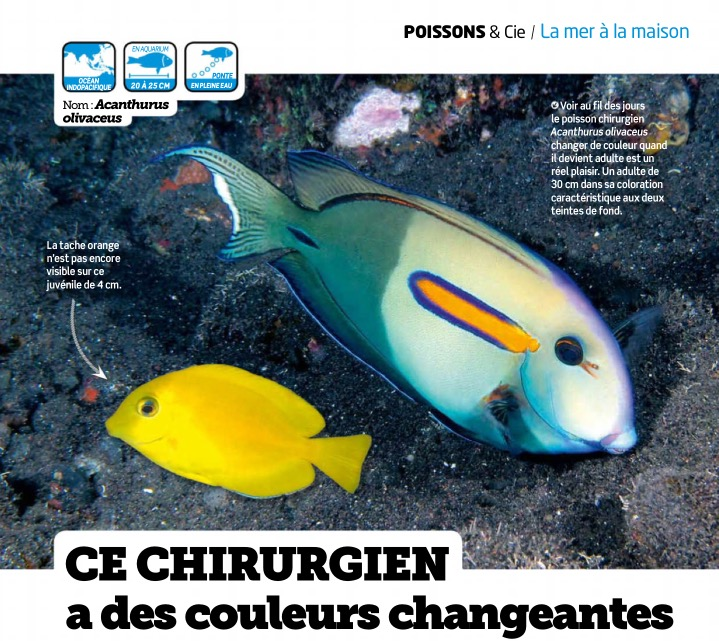 aquarium à la maison 129 acanthurus olivaceus