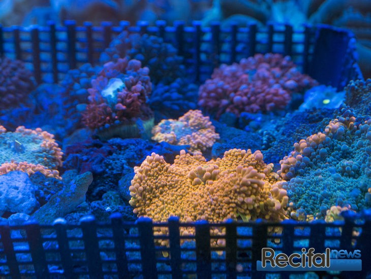 urban reef corals