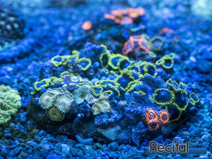 urban reef corals