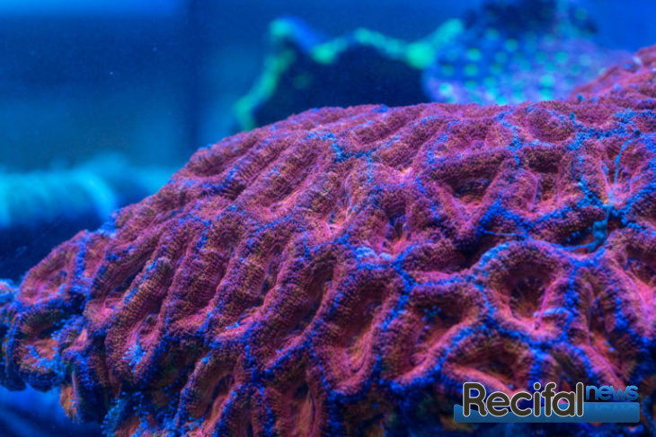 Acanthastrea