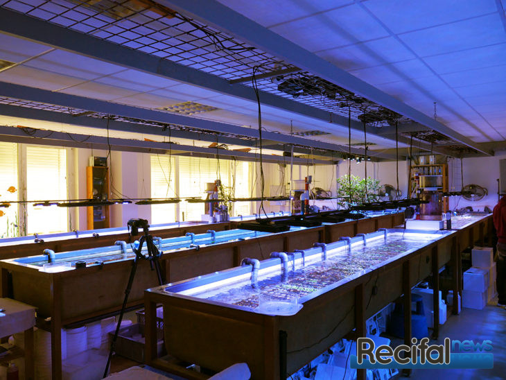 coral road trip fauna marin