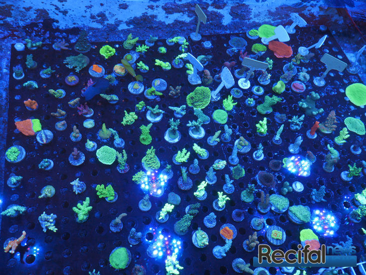 coral road trip fauna marin