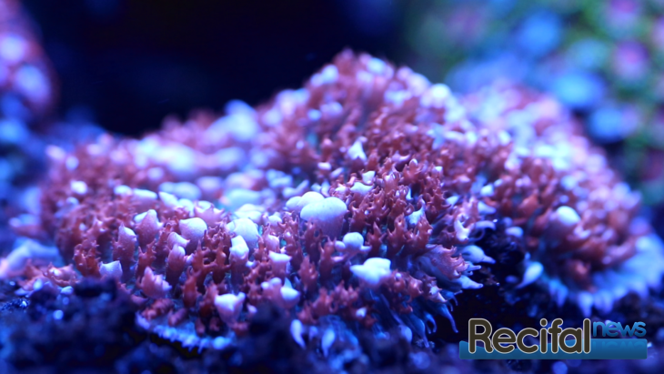 Urban Reef Corals
