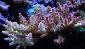 Acropora Microclados Strawberry Shortcake