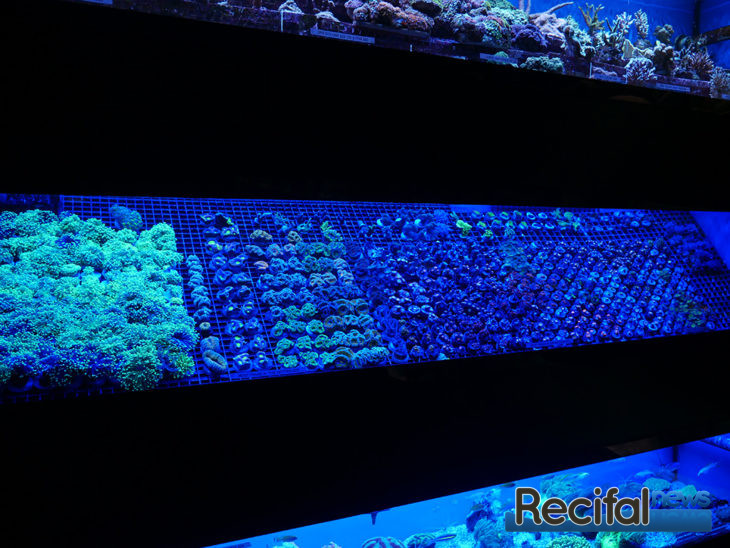 Abyss Aquatic Warehouse