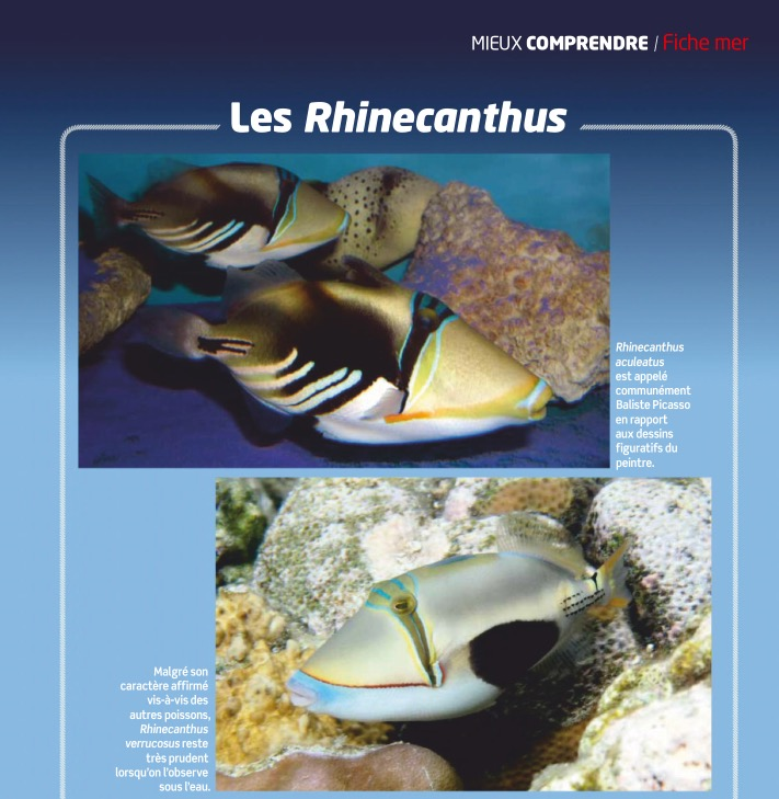 aquarium à la maison 131