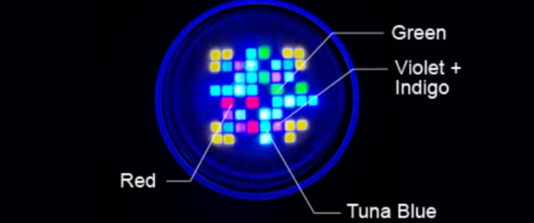 kessil A360X tuna blue