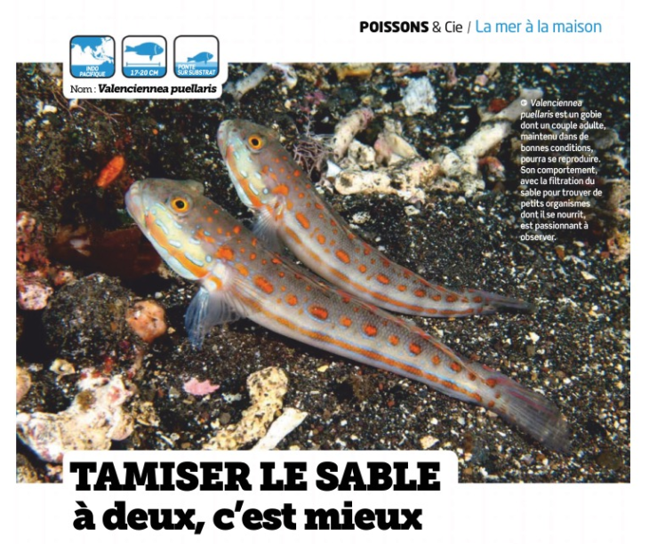 aquarium à la maison 131 vallenciennea puellaris