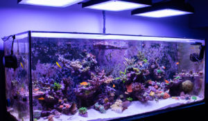 Red Sea Reefer 525 xl