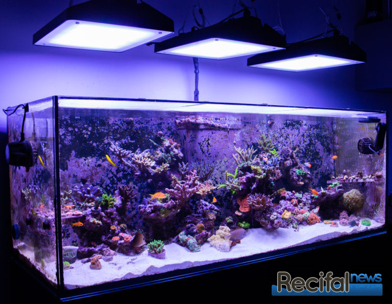 Vlog 22 Vince Z 2 ans pour cet aquarium récifal Récifal News