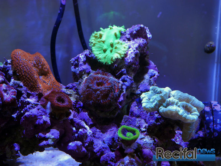 vlog 7 axel nano récifal FAQ