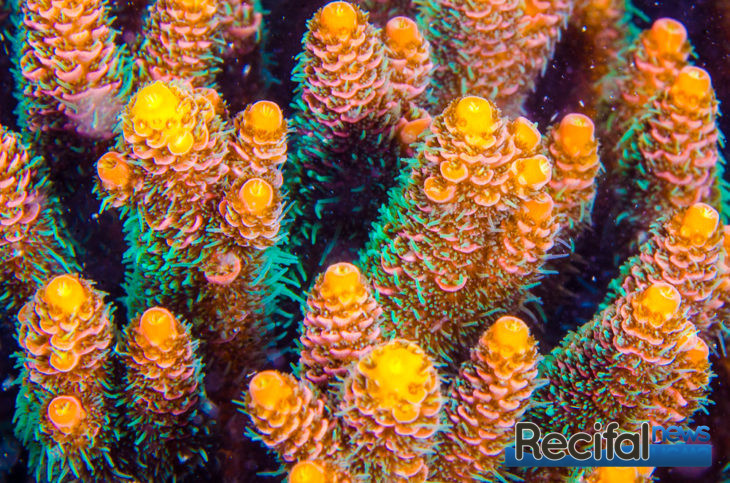 Acropora millepora : l'Acropora roi - Récifal News