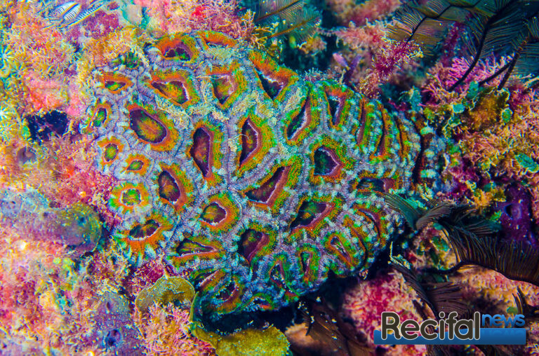 Micromussa lordhowensis Le corail multicolor Australien 1.5