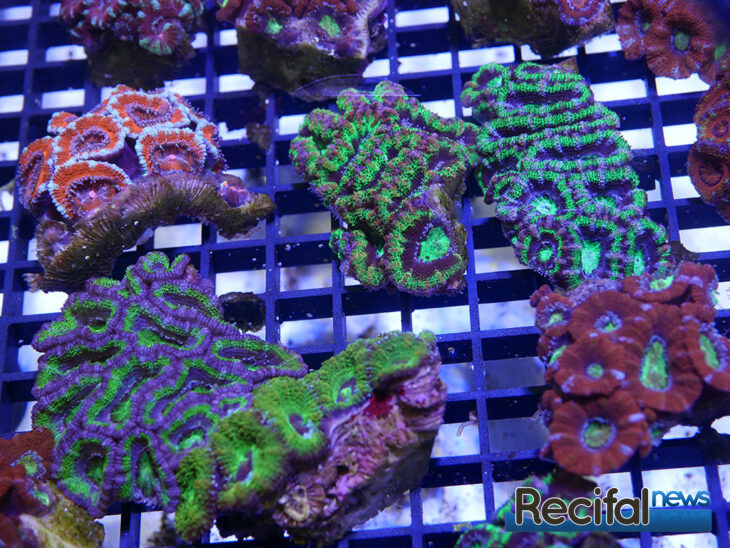 animalis-rencontres-recifales-acanth