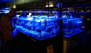 animalis-rencontres-recifales-coraux