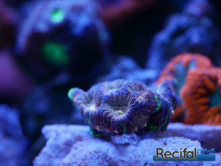 vlog-axel-blue-marine-coral-tank-Favites-Bejeweled