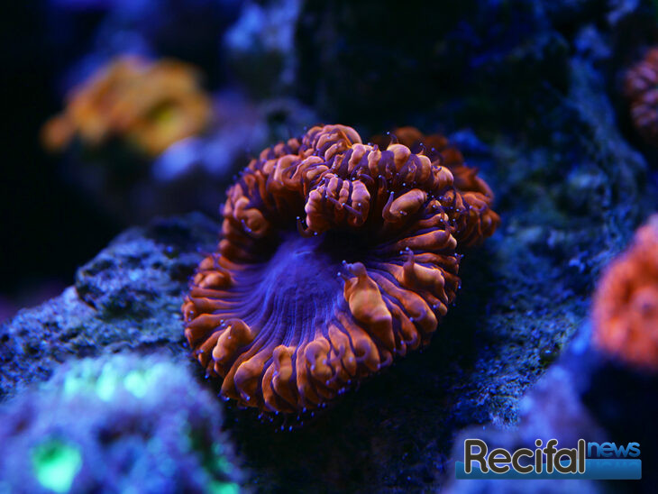 vlog-axel-blue-marine-coral-tank-blasto-rouge-violet