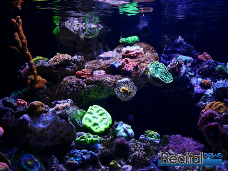 vlog-axel-blue-marine-coral-tank-chalice