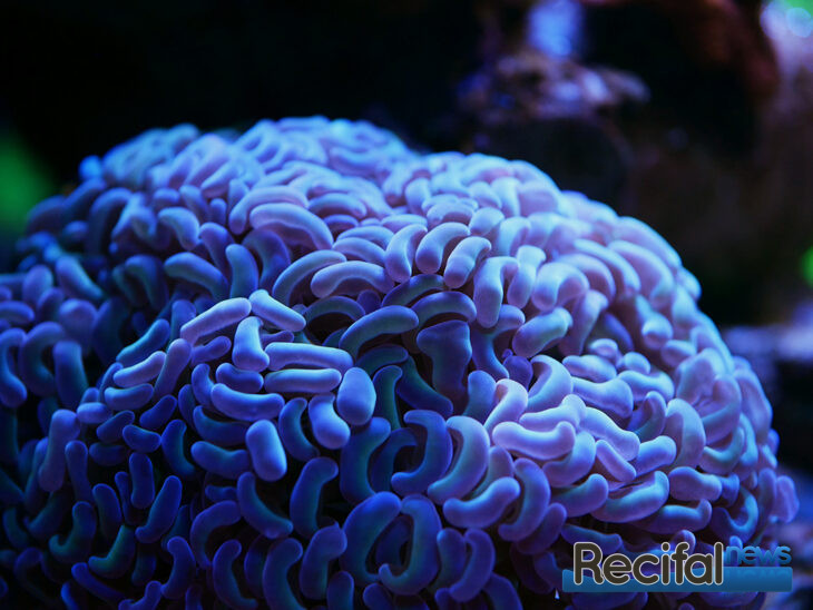 vlog-axel-blue-marine-coral-tank-euphy-ancora