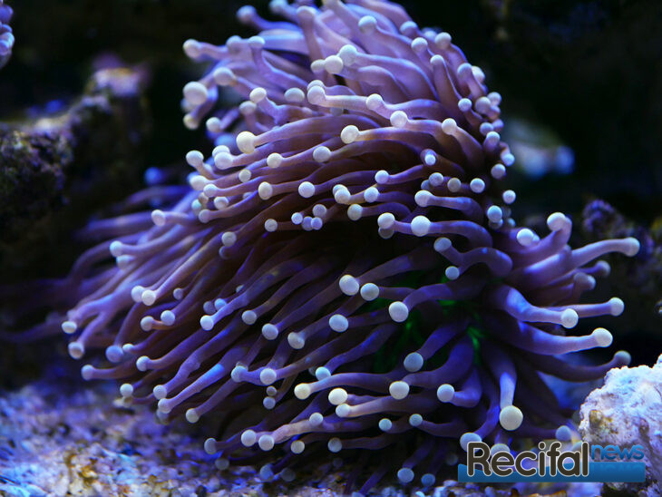 vlog-axel-blue-marine-coral-tank-euphy-glab-violet-vert