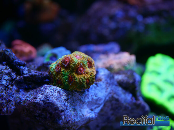 vlog-axel-blue-marine-coral-tank-favia-fascination-(2)