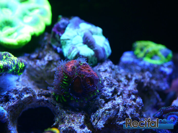 vlog-axel-blue-marine-coral-tank-favia-maya-sun-(2)