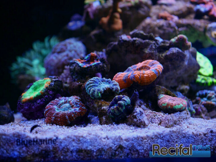 Aquarium REEF 60 AQUARIUM BLUE MARINE - VPC RecifAtHome