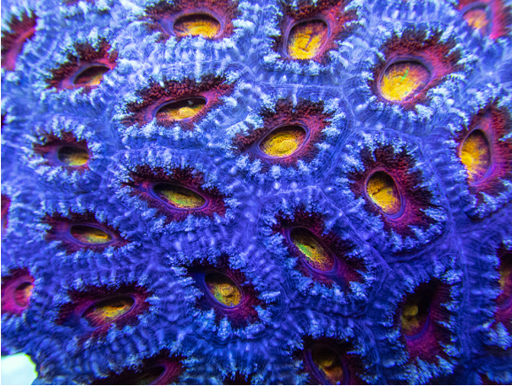 pacific-sun-u-look-adaptor-coraux