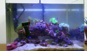 vlog-9-Axel-Nettoyage-aquarium-récifal-nano-35L-vitres