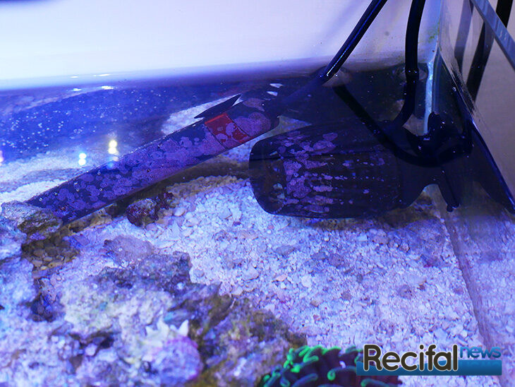 vlog-axel-10-pico-recifal-ADA-45-F-aqamai-KPS-aquarium-systems-preset