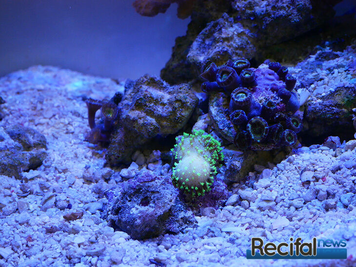 vlog-axel-10-pico-recifal-ADA-45-F-sarcophyton-zoanthus