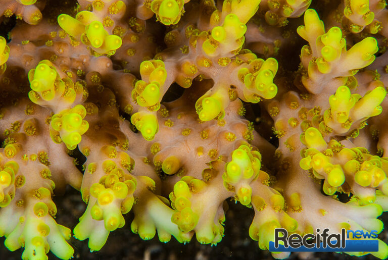 acropora caroliniana