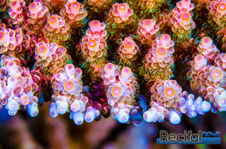 Acropora hyacinthus