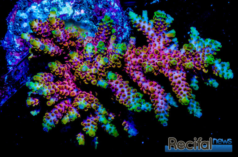 corail