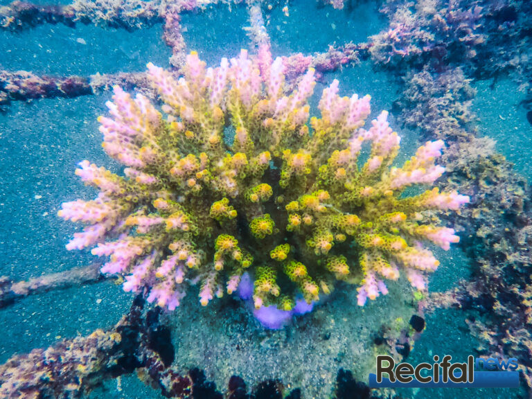 corail