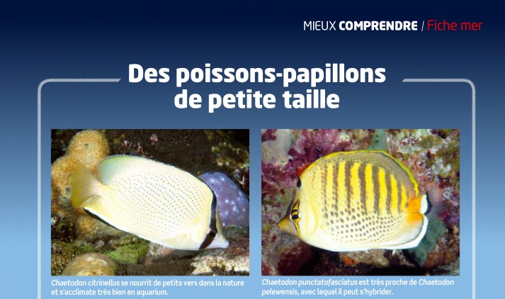 aquarium à la maison 134 fiche mer