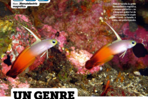 aquarium-a-la-maison-134-mer-a-la-maison