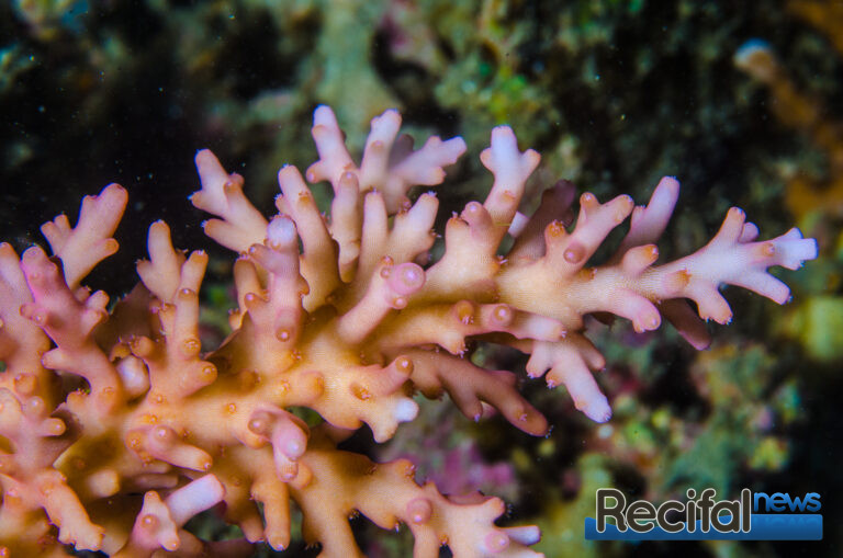 Acropora subglabra