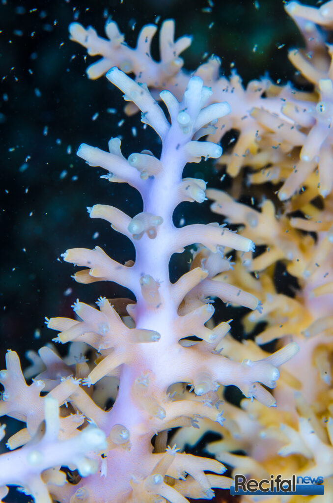 Acropora subglabra