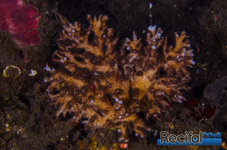 pocillopora